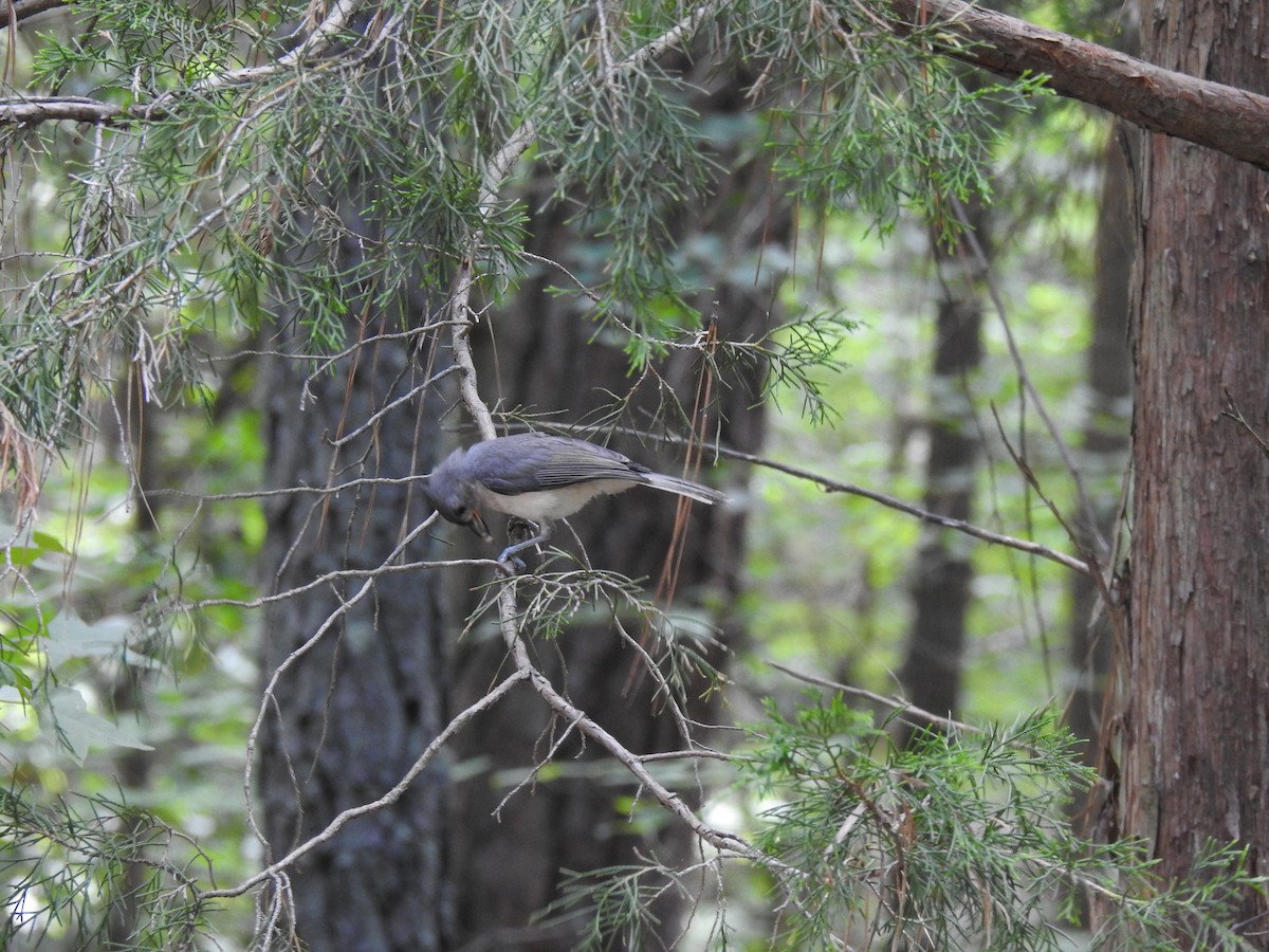 Tufted Titmouse - ML242384981