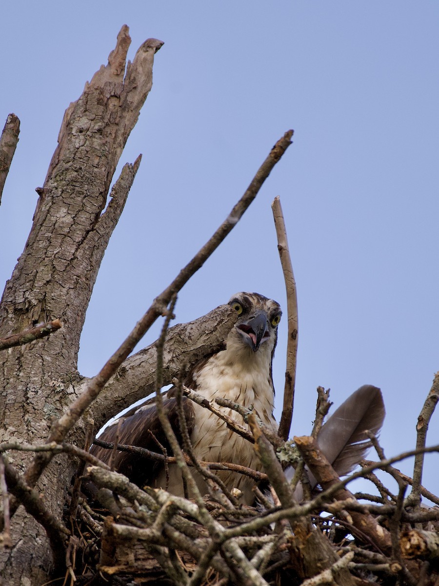 Osprey - ML242385591