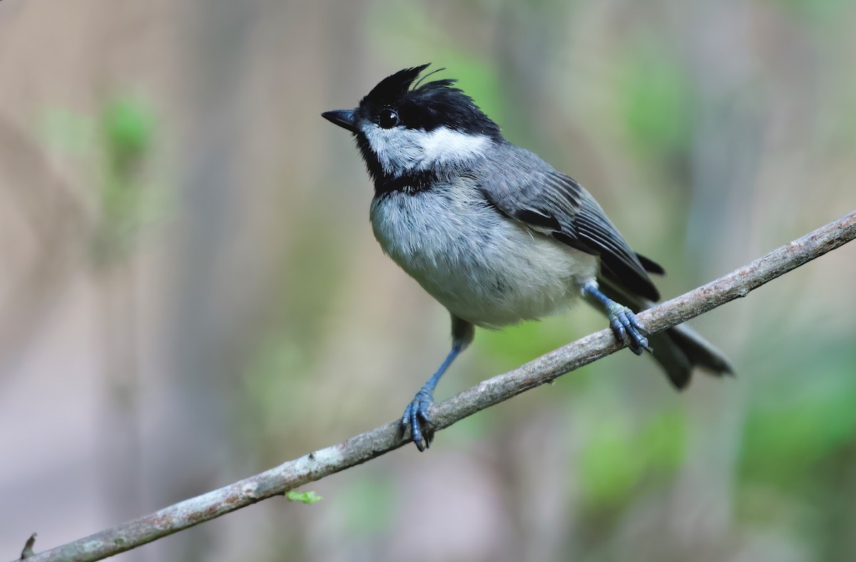 Carolina Chickadee - ML242385671