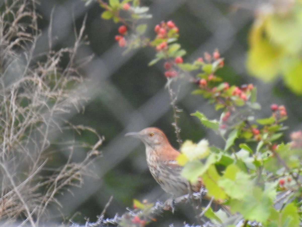 Brown Thrasher - ML242385841