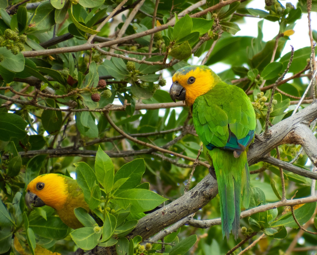 Brown-throated Parakeet - eildert beeftink