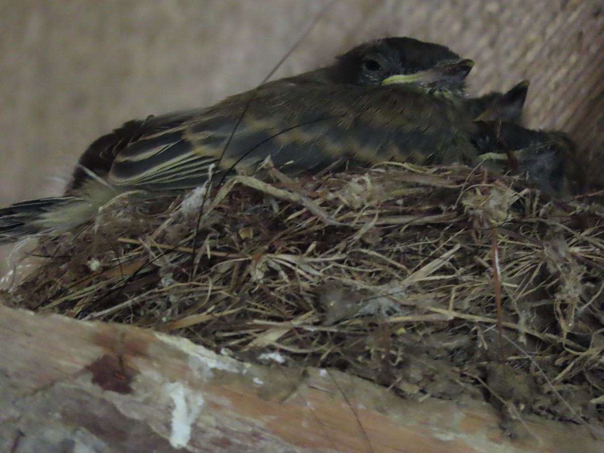 Eastern Phoebe - ML242386011