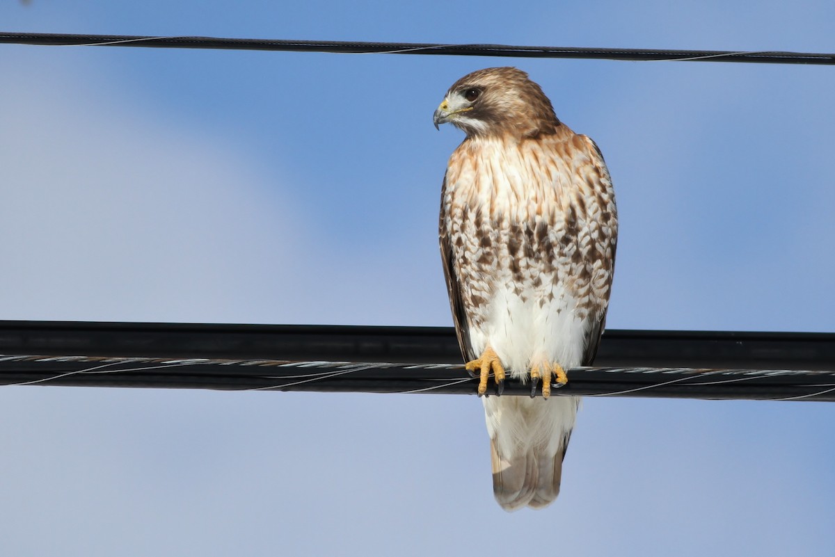 Red-tailed Hawk - Alex Lamoreaux