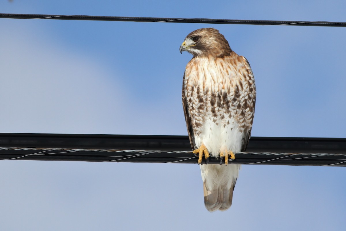 Red-tailed Hawk - ML24238641