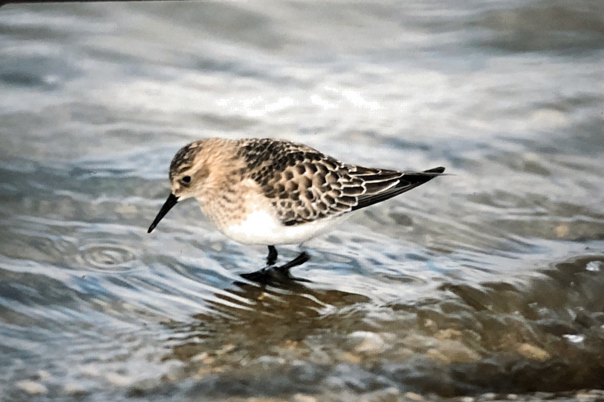 Baird's Sandpiper - Scott Jackson