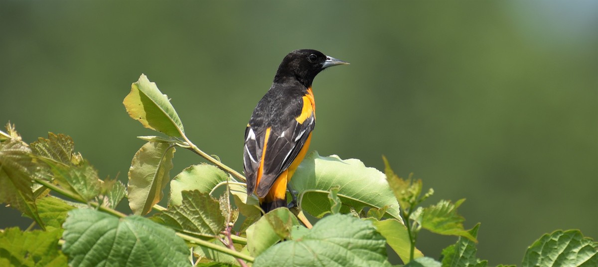 Baltimore Oriole - Dan Rauch