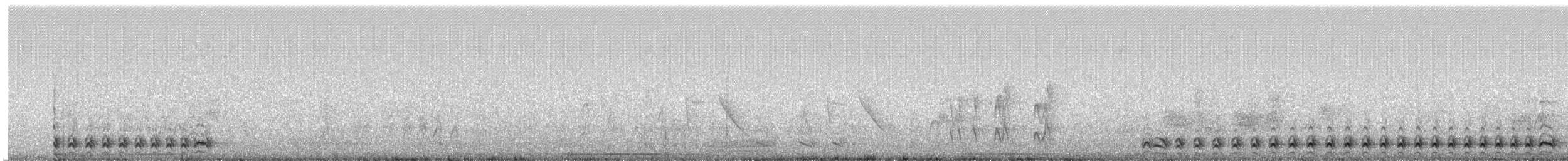 Fleckengesicht-Ameisenwürger (bernardi) - ML242391