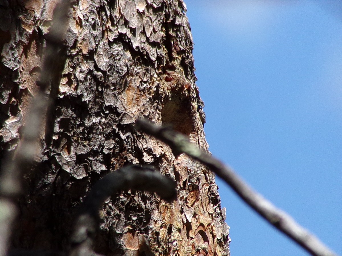 Pygmy Nuthatch - ML242394181