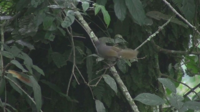 キジマミドリヒヨドリ（flavostriatus グループ） - ML242396371