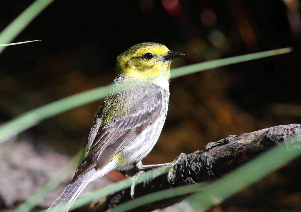 Black-throated Green Warbler - ML242397601