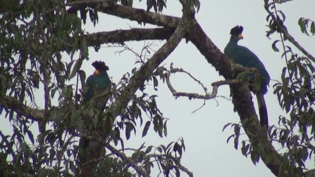 Touraco géant - ML242397871