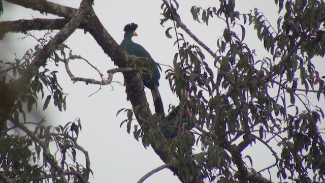 Great Blue Turaco - ML242398771