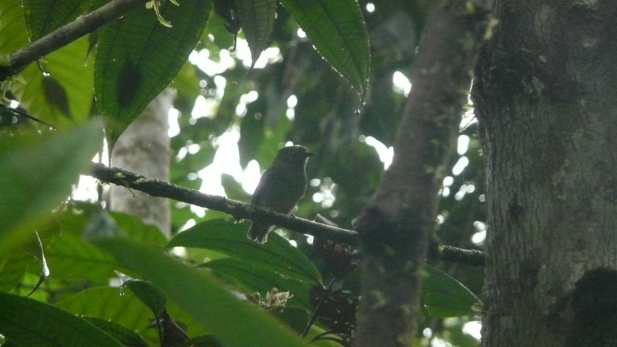 Green Manakin - ML242399351