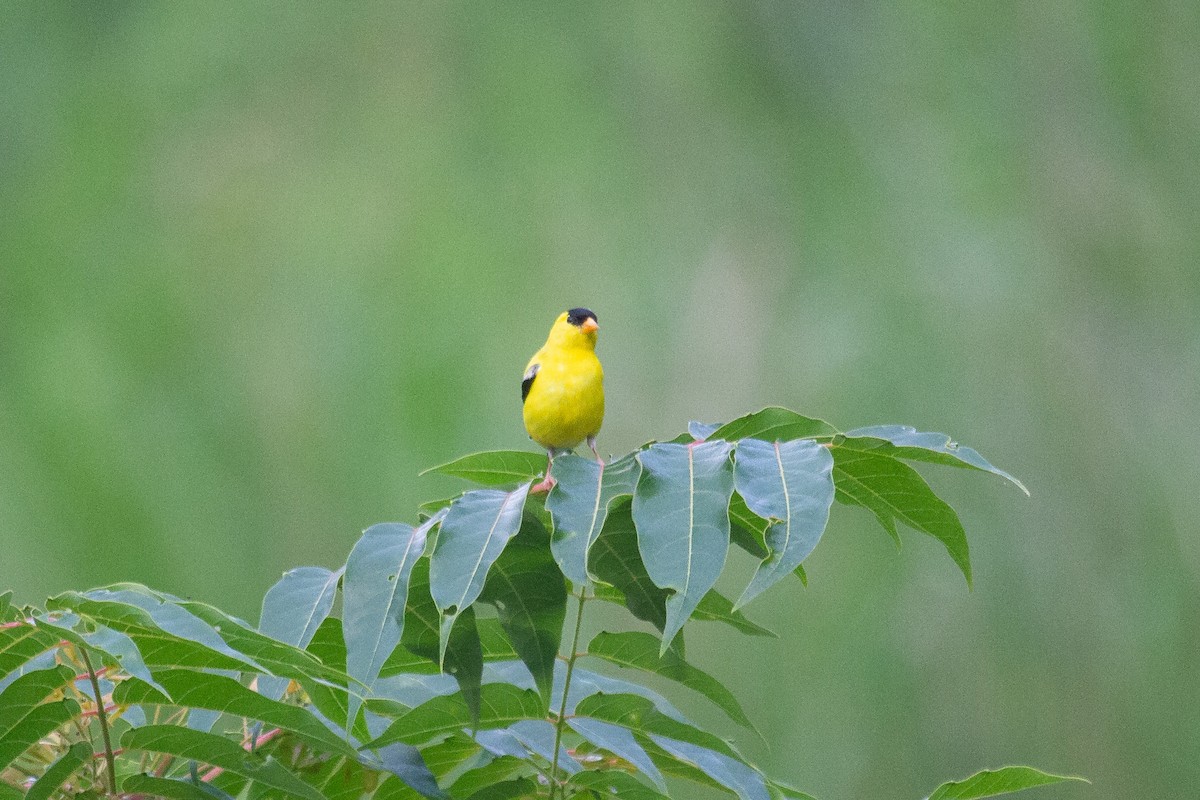 American Goldfinch - ML242399591