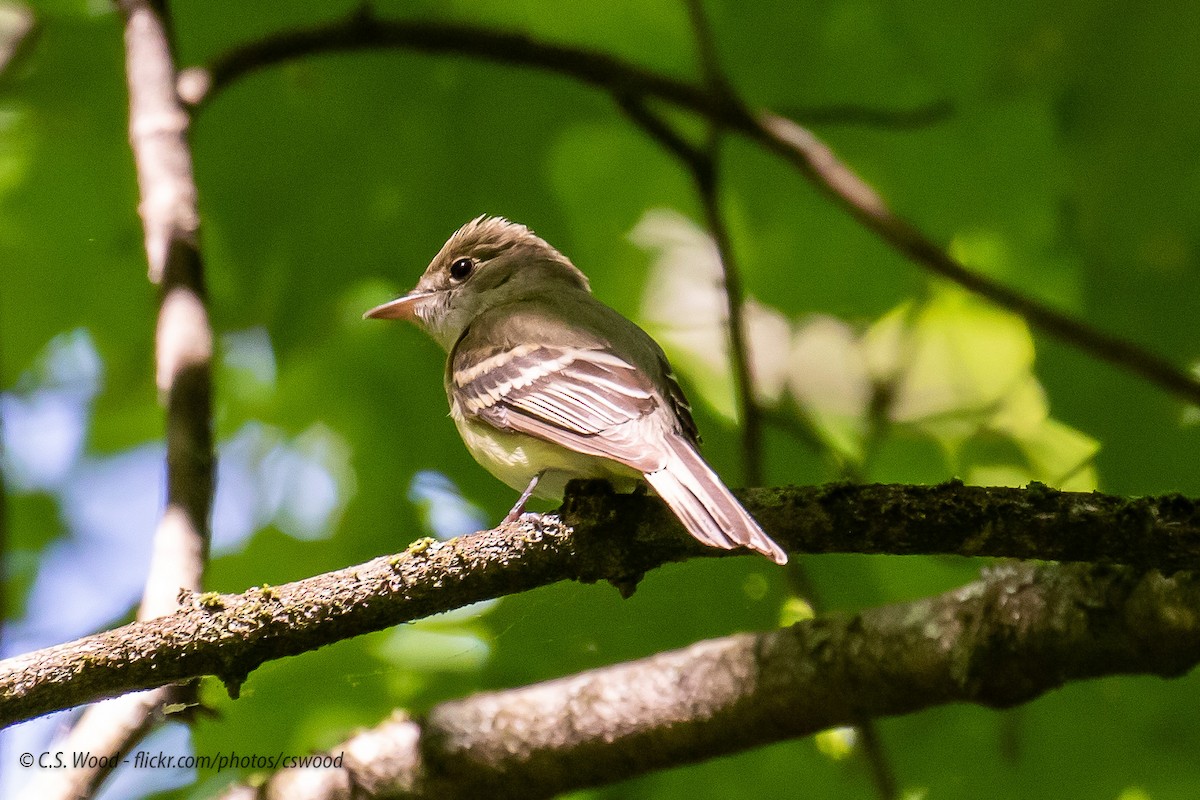 Acadian Flycatcher - ML242399751