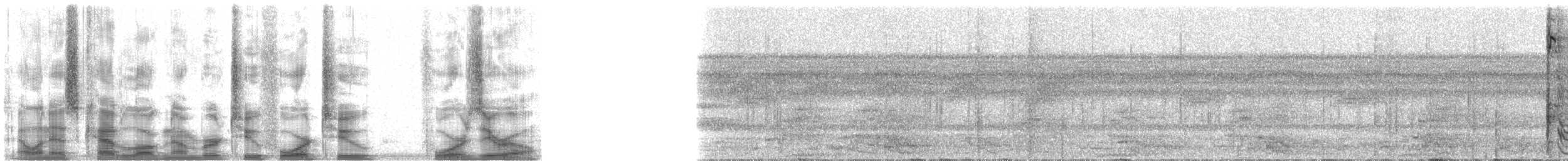 Rothalsspecht - ML24240