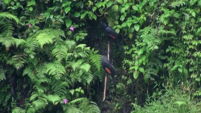 ハシボソテリムク - ML242400501