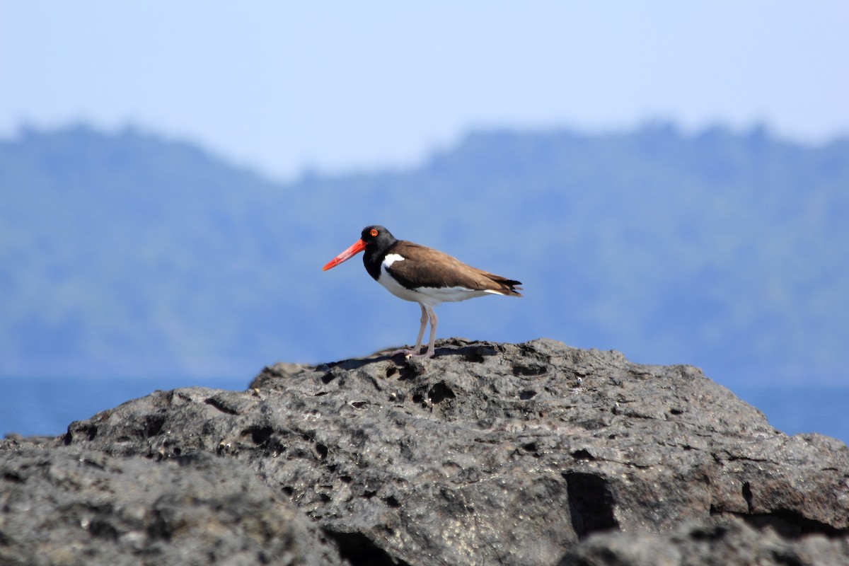 American Oystercatcher - ML242401171