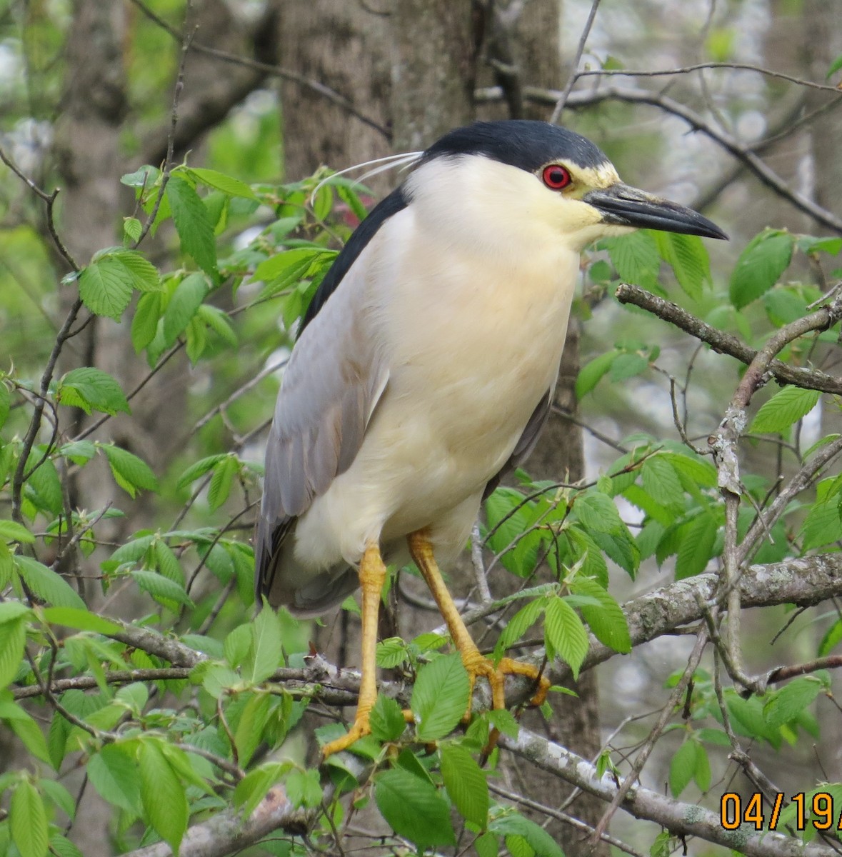 Black-crowned Night Heron - Mark Hahn