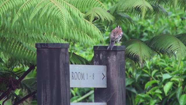 Golden-breasted Bunting - ML242404991