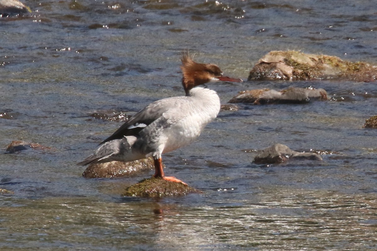 Common Merganser - Noah Strycker