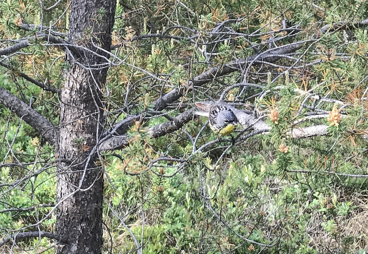 Kirtland's Warbler - ML242406321