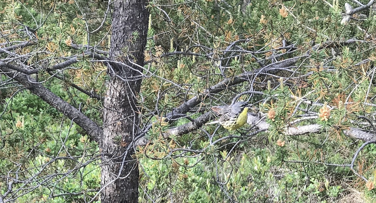 Kirtland's Warbler - ML242406591