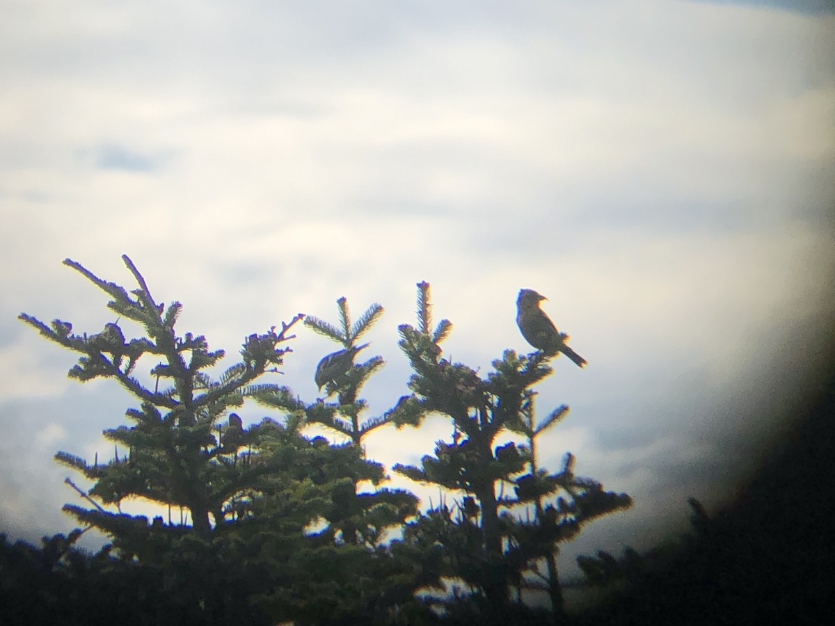 White-winged Crossbill - ML242406861