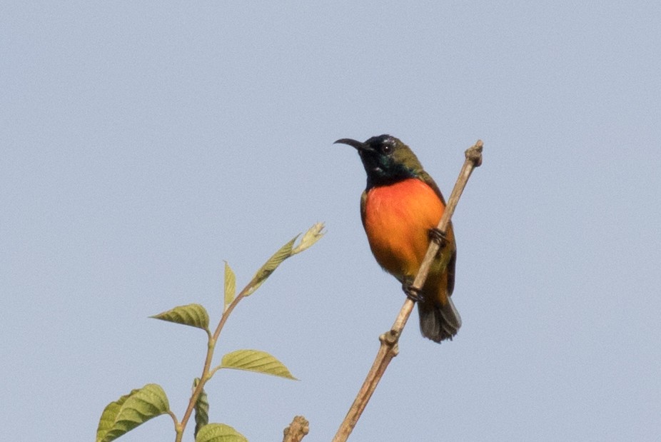 Flame-breasted Sunbird - Robert Lewis