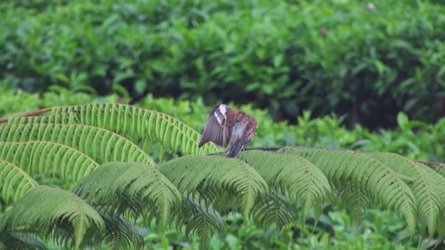 Golden-breasted Bunting - ML242407451