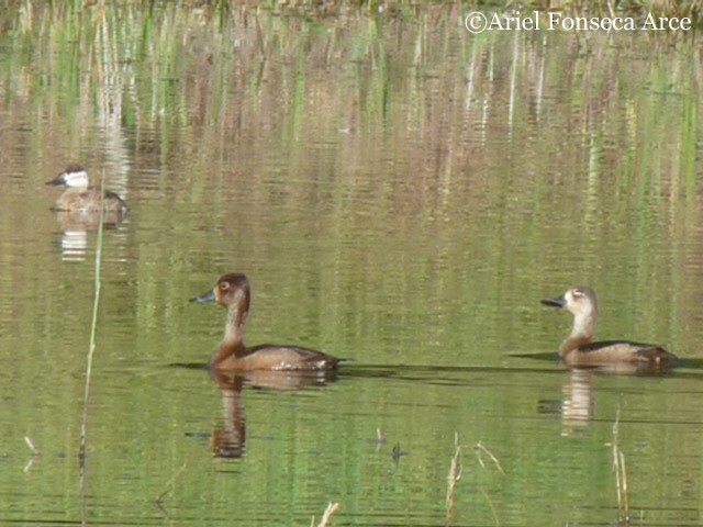 Ruddy Duck - ML24240811