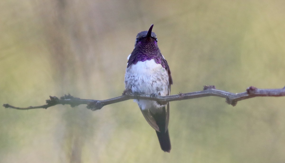Beautiful Hummingbird - ML242409591
