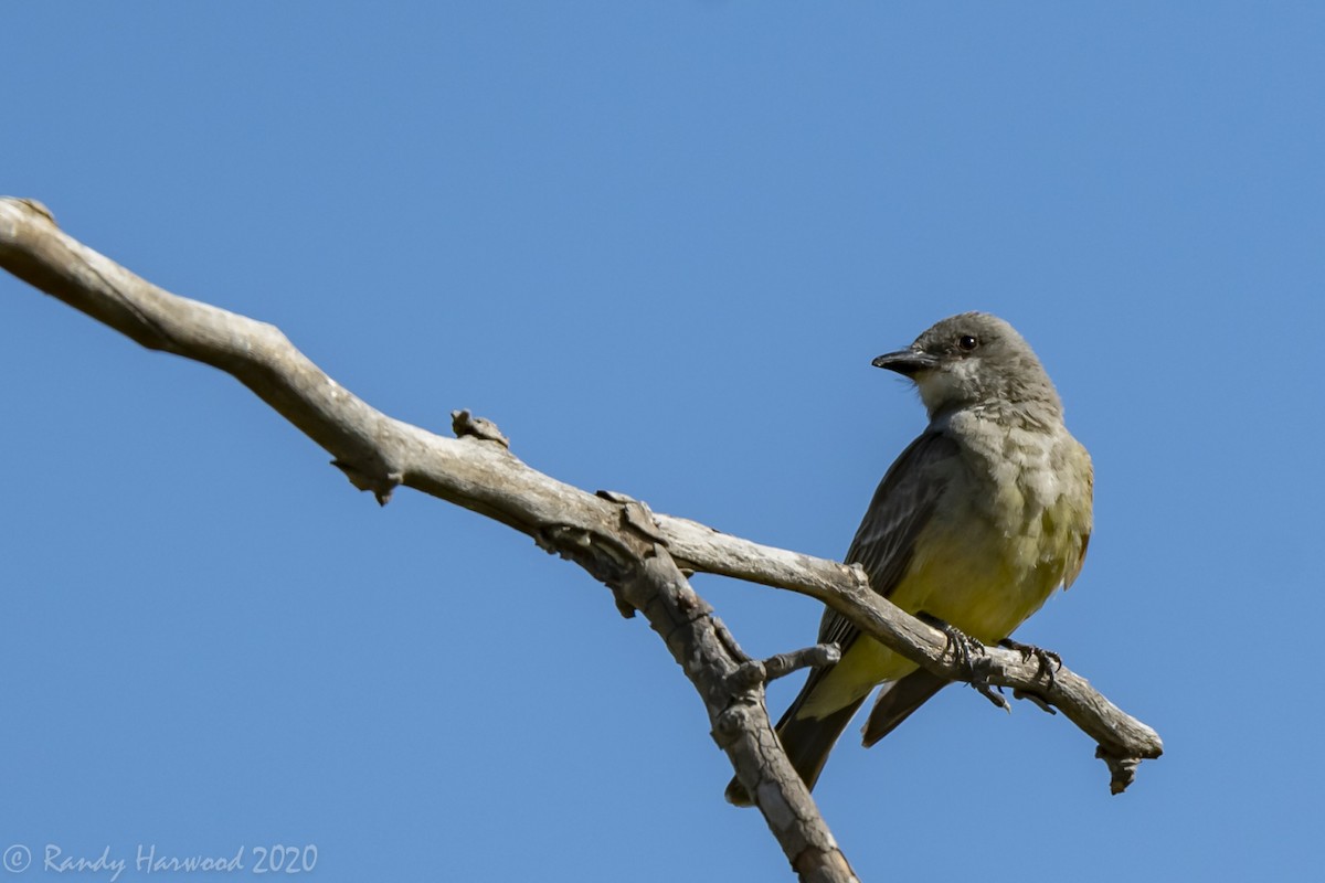 Cassin's Kingbird - Randy Harwood