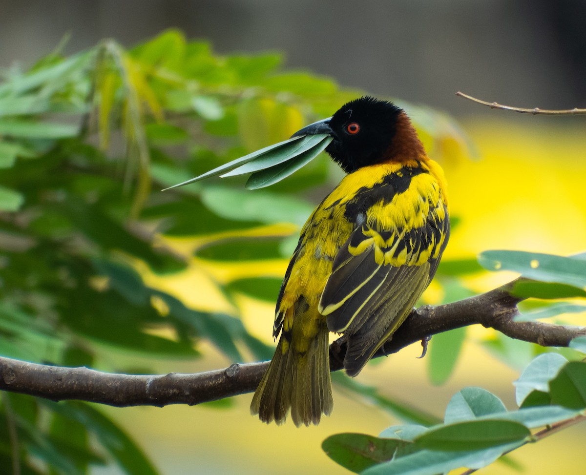 Village Weaver - eildert beeftink