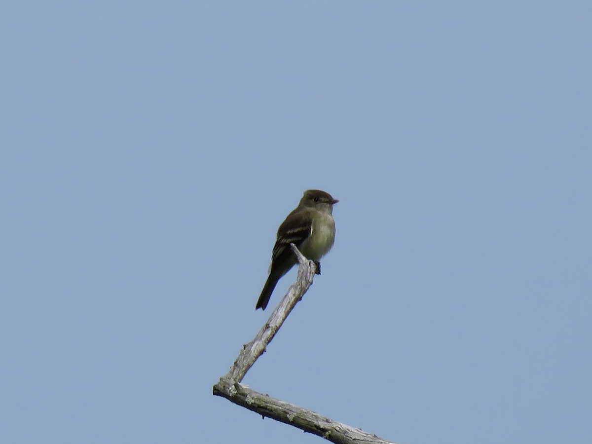 Alder Flycatcher - ML242414061