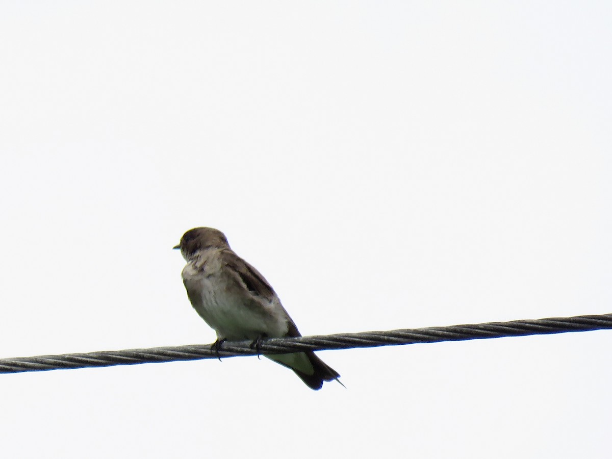 Northern Rough-winged Swallow - David and Regan Goodyear