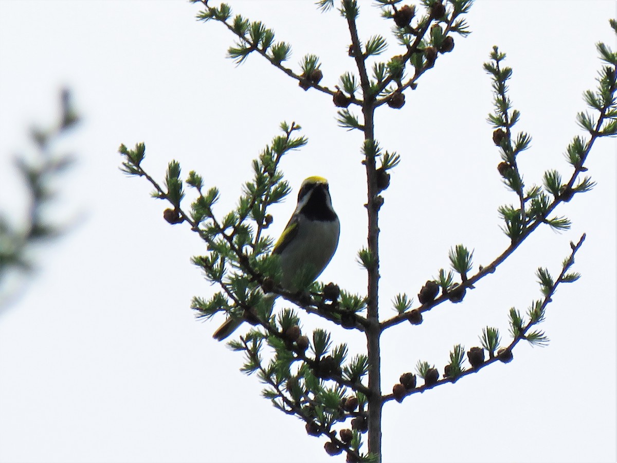 Golden-winged Warbler - ML242414301