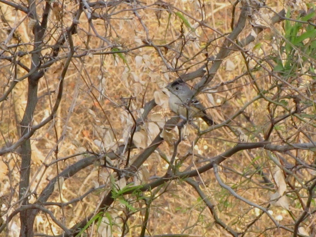 Variable Antshrike - ML242416901