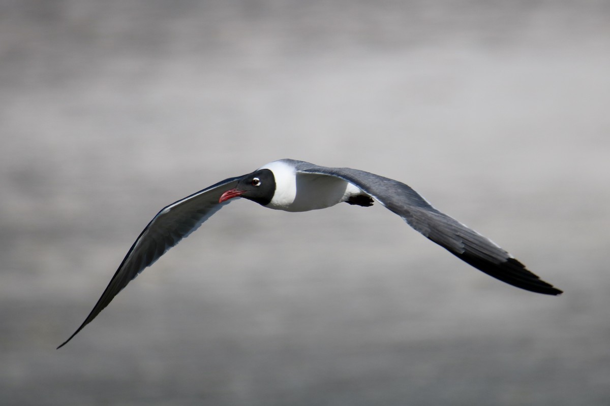 Mouette atricille - ML242418701