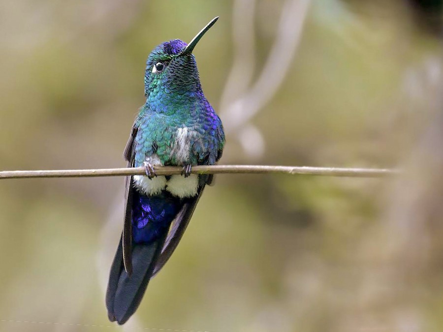 Blue-capped Puffleg - eBird