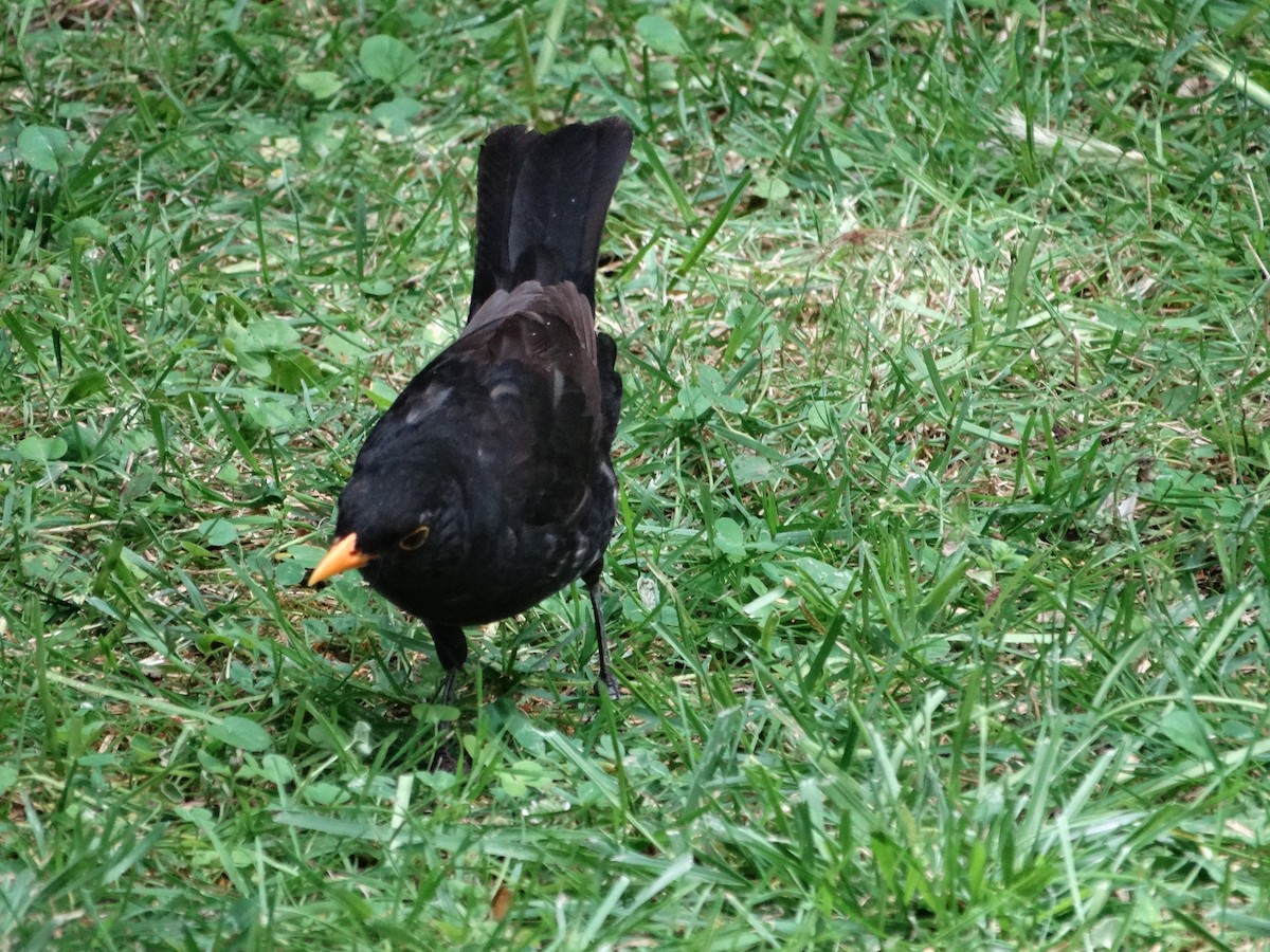 Eurasian Blackbird - ML242419731