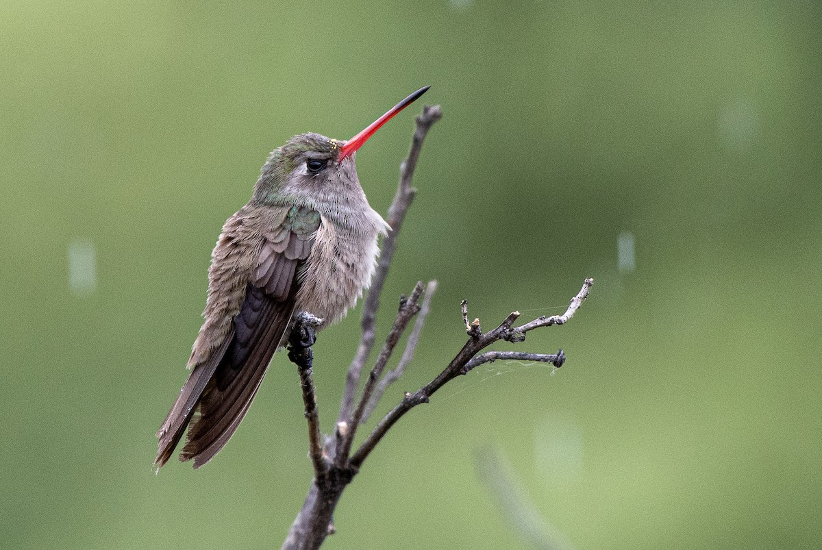 Dusky Hummingbird - German Garcia