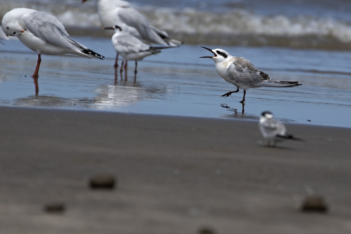 Snowy-crowned Tern - ML242421621