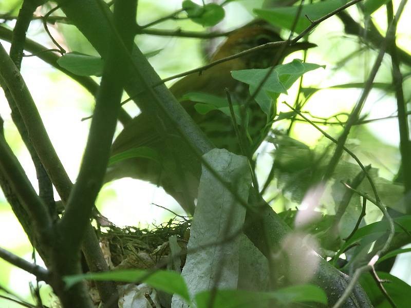 Wood Thrush - ML242422411