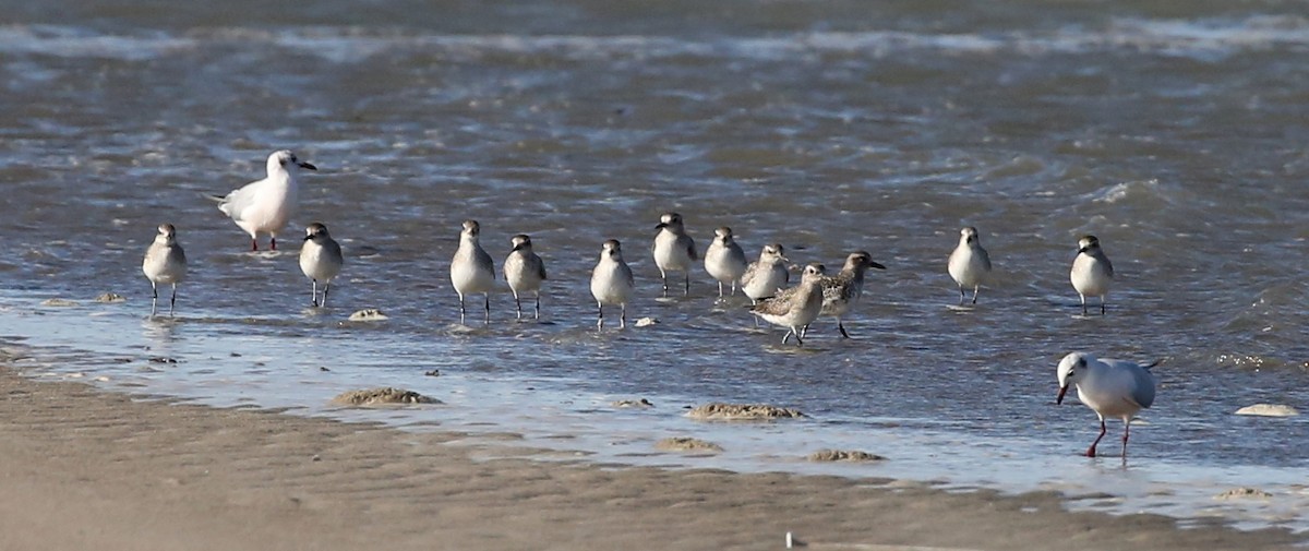 Black-bellied Plover - ML242422611