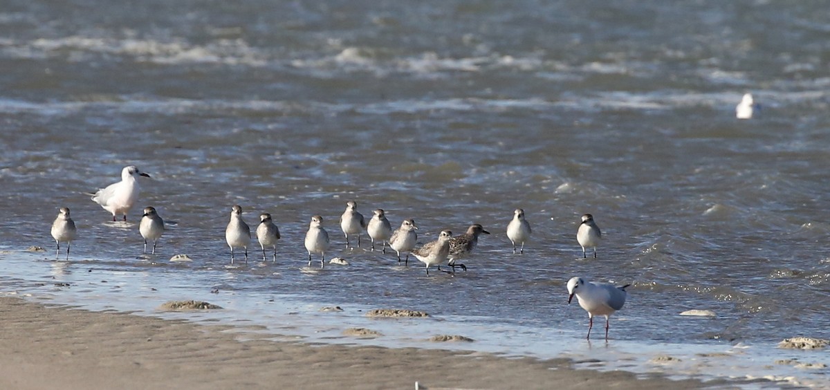 Black-bellied Plover - Steve James