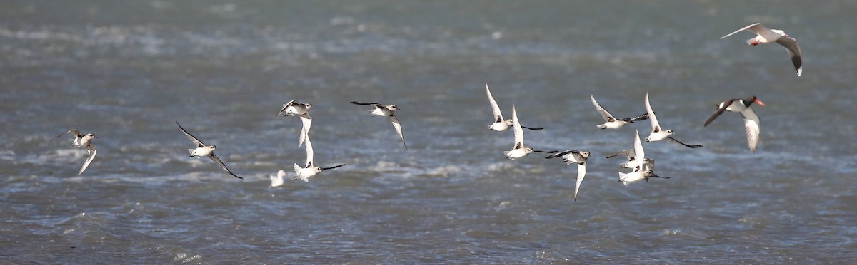 Black-bellied Plover - ML242422671