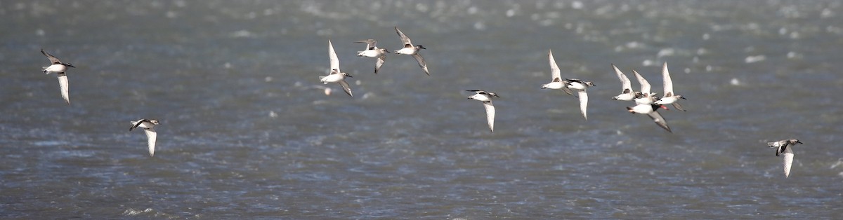 Black-bellied Plover - ML242422791