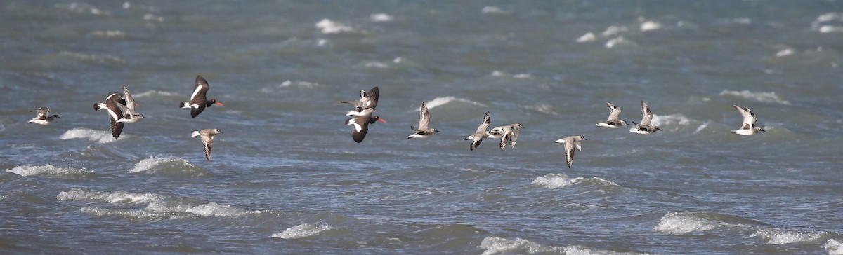 Black-bellied Plover - ML242422901