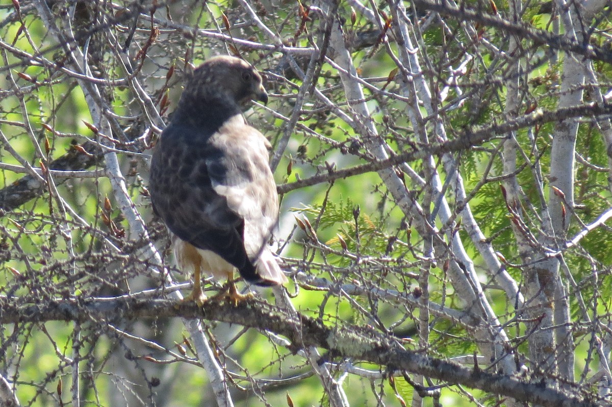 Broad-winged Hawk - ML242422951